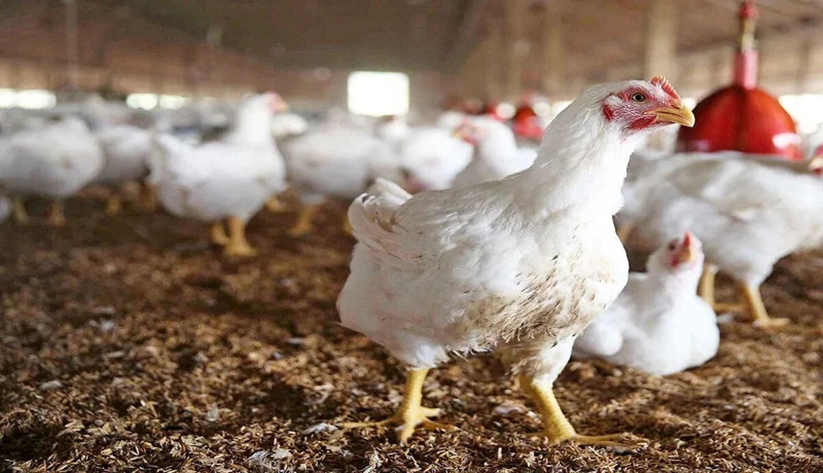 مرغداران در فروش هر کیلو مرغ تا ۶۰ هزار تومان زیان می‌دهند