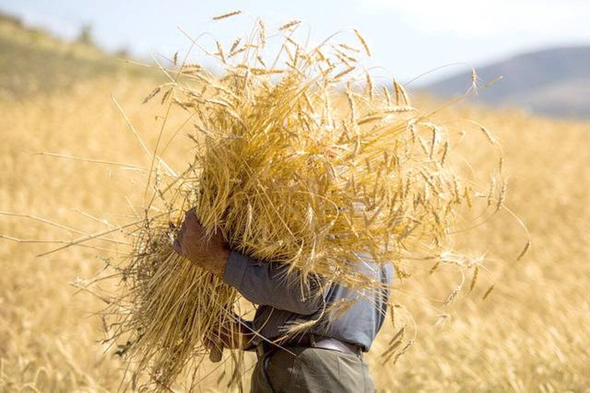 ناهماهنگی هزینه تولید و نرخ خرید تضمینی، زنگ خطر برای امنیت غذایی