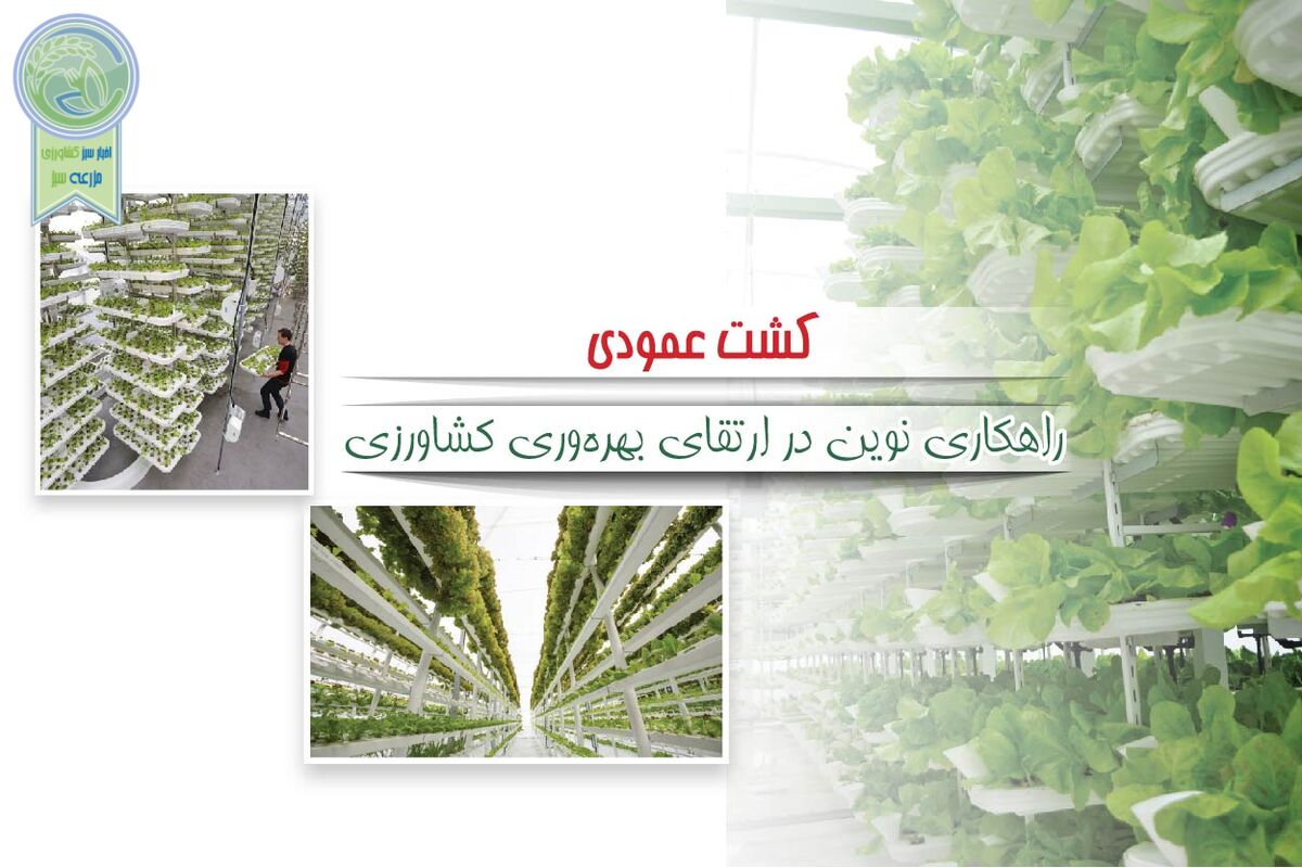 کشت عمودی راهکاری نوین در ارتقای بهره‌وری کشاورزی