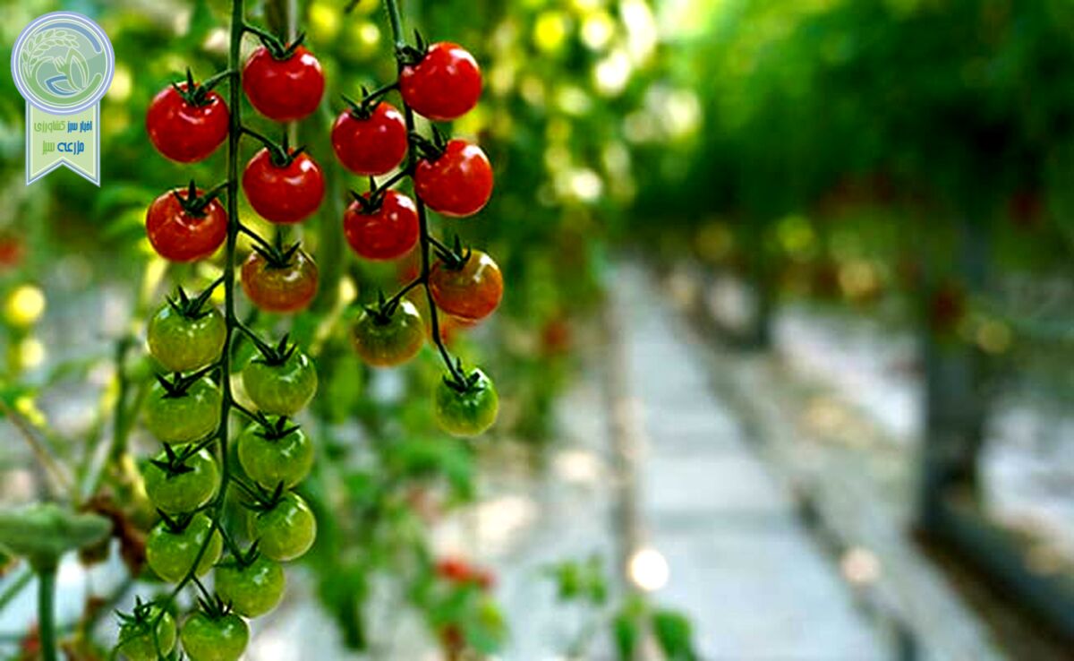 علت نوسانات گوجه فرنگی و پیاز به مبدا بازمی‌گردد

