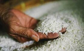 واردکنندگان برنج در حال توطئه‌ هستند؟

