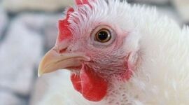 اپیدمی آنفلوآنزای فوق حاد پرندگان در کشور گزارش نشده است

