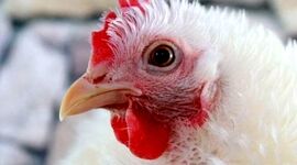 اپیدمی آنفلوآنزای فوق حاد پرندگان در کشور گزارش نشده است

