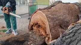 قطع درخت منتسب به عهد قاجار در قزوین

