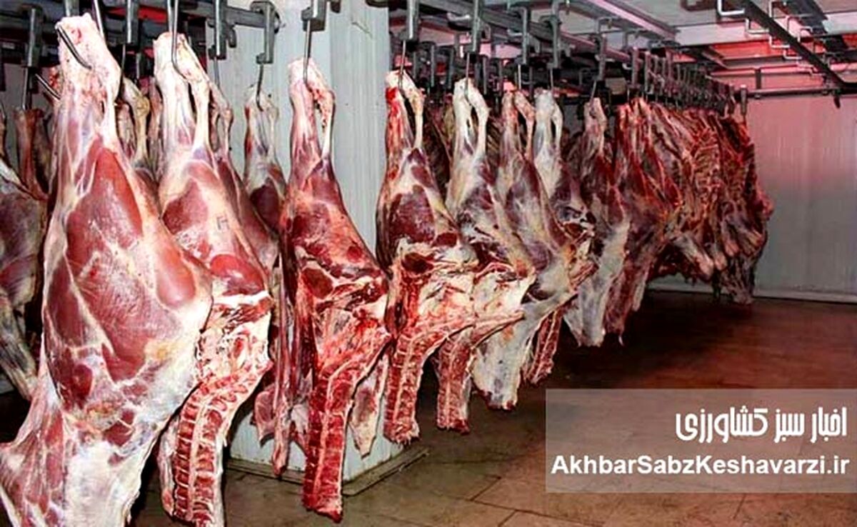 قیمت گوشت گوساله باید ۶۰۰ هزار تومان باشد/ رئیس انجمن گاوداران از سوداگری دلالان می‌گوید!