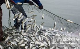 شیلات؛ اثرگذاری فراتر از تولید