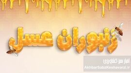 حقایقی درباره زنبوران عسل