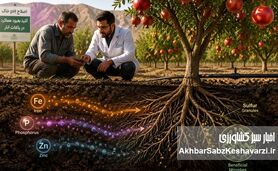 استراتژی اصلاح pH خاک و آزادسازی عناصر بلوکه شده؛ راهکار علمی برای نجات باغ‌های انار
