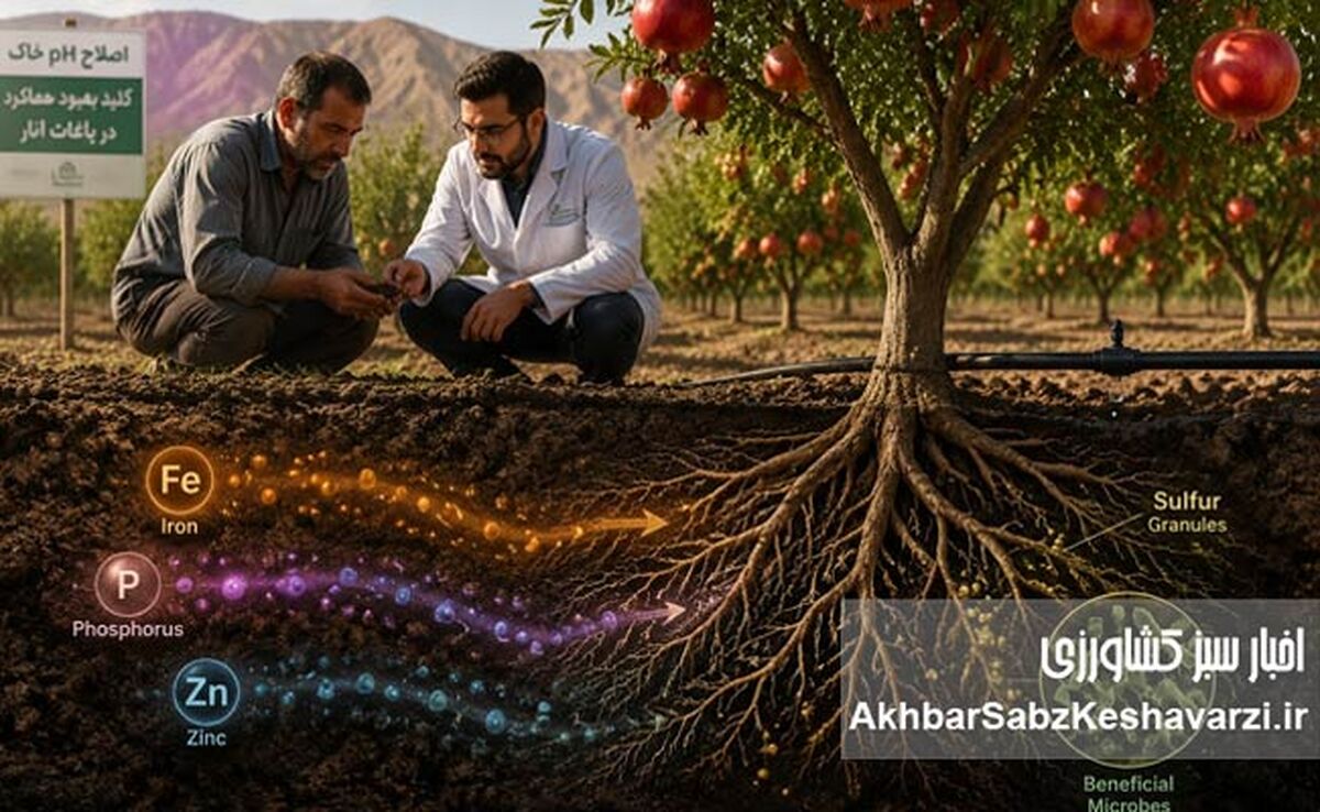استراتژی اصلاح pH خاک و آزادسازی عناصر بلوکه شده؛ راهکار علمی برای نجات باغ‌های انار
