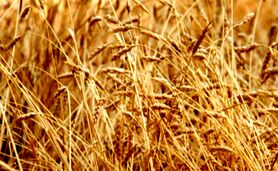 میزان خرید تضمینی گندم به ۱۱.۹۴۲ میلیون تن رسید

