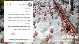 اعتراض گسترده مرغداران به قوانین جدید؛ دامپزشکان و مهندسان دامپروری فقط بار مالی اضافه هستند+ نامه
