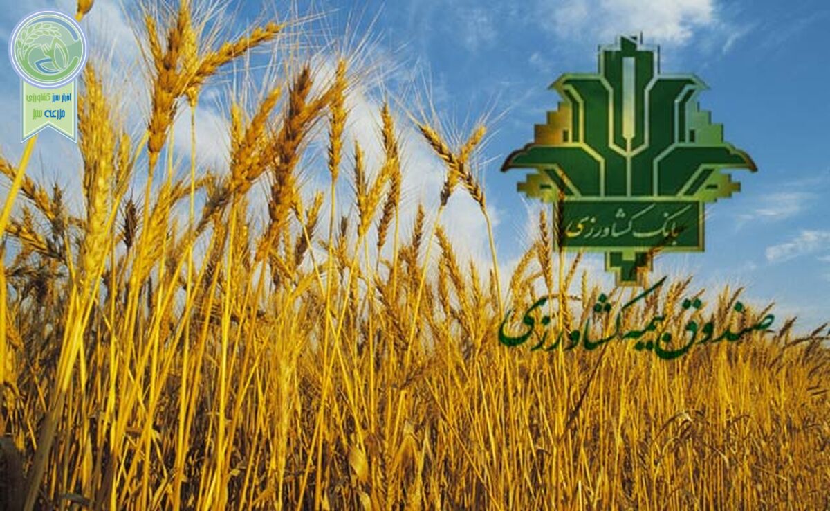 صندوق بیمه مبلغی از گندمکاران بیمه‌گذار کسر نمی‌کند

