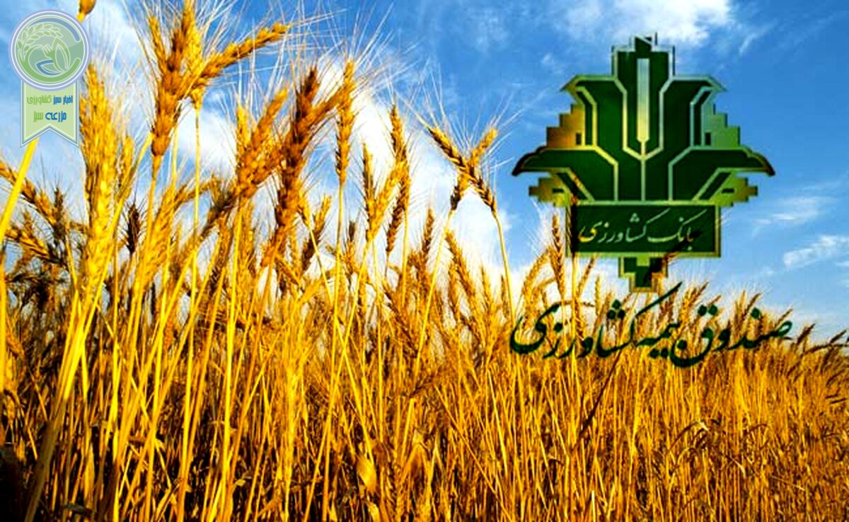 صندوق بیمه مبلغی از گندمکاران بیمه‌گذار کسر نمی‌کند

