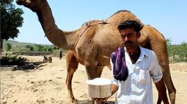 خواص شیر شتر و مضرات اساسی آن

