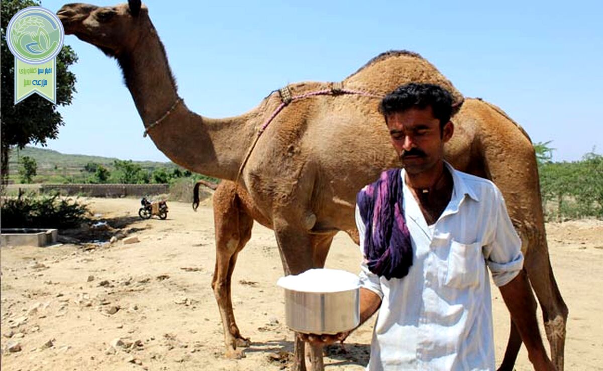 خواص شیر شتر و مضرات اساسی آن

