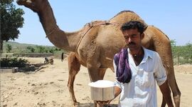 خواص شیر شتر و مضرات اساسی آن

