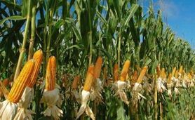 آغاز کشت قراردادی ذرت علوفه‌ای در 8 استان


