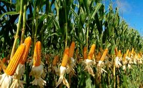 آغاز کشت قراردادی ذرت علوفه‌ای در 8 استان

