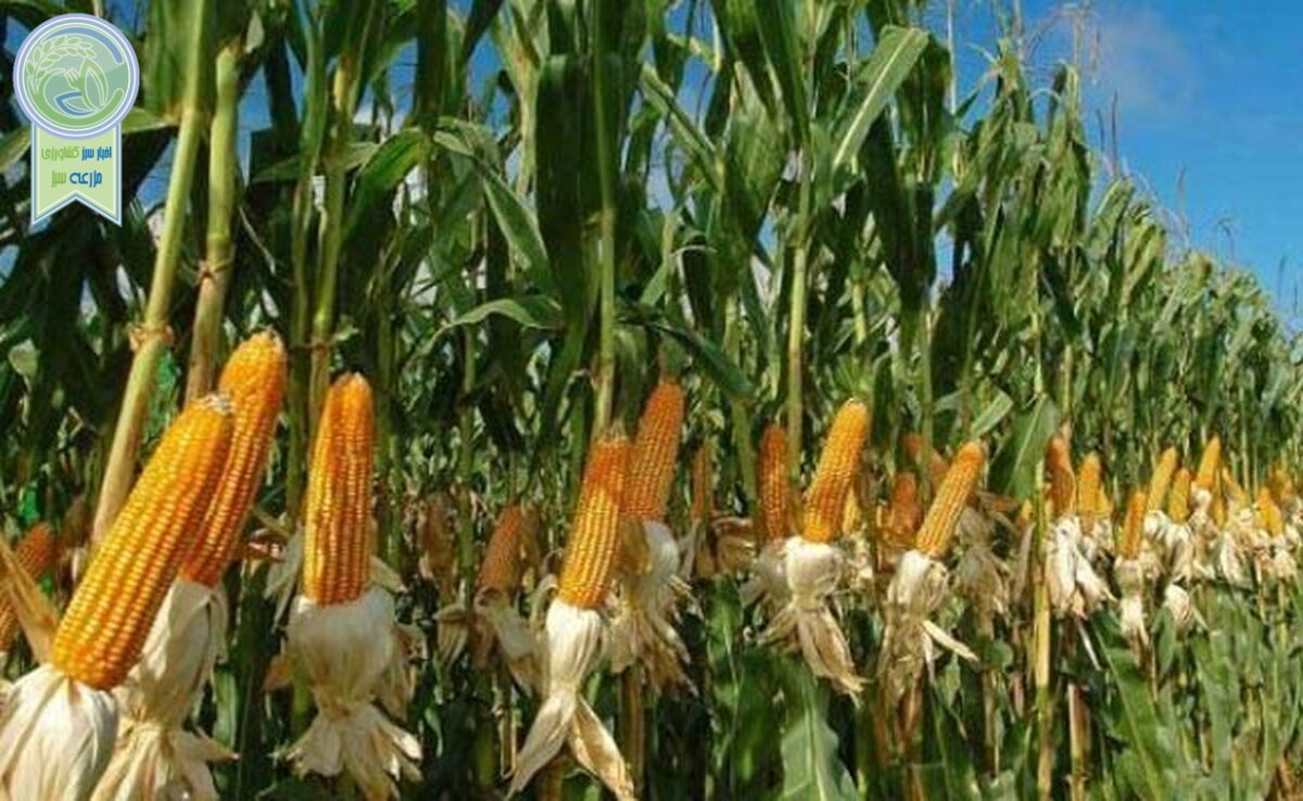 آغاز کشت قراردادی ذرت علوفه‌ای در 8 استان

