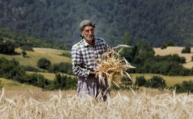 ۳۰ درصد از کشاورزان ایران بالای ۶۰ سال سن دارند