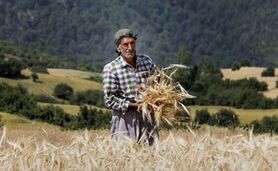 ۳۰ درصد از کشاورزان ایران بالای ۶۰ سال سن دارند