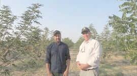 کاشت همراه درختان گردوی پکان و‌ انجیر توسط جوان مبتکر گلستانی+ ویدئو

