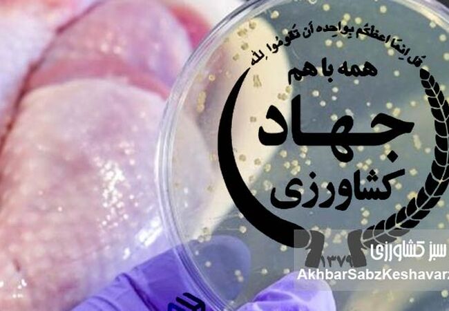 نسل‌کشی سالمونلا، همسو با جنایات آمریکا+نامه