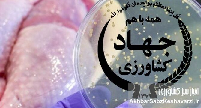نسل‌کشی سالمونلا، همسو با جنایات آمریکا+نامه