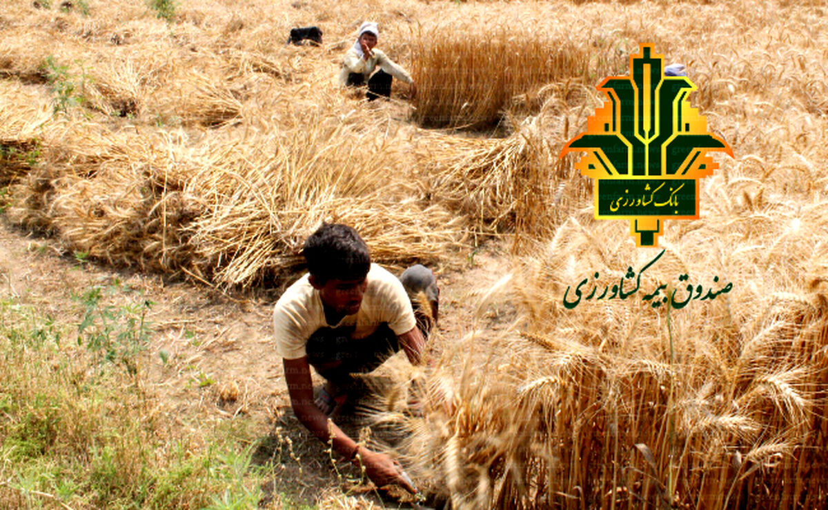 تلاش برای پوشش حداکثری اراضی گندم؛ نقش حیاتی صندوق بیمه کشاورزی