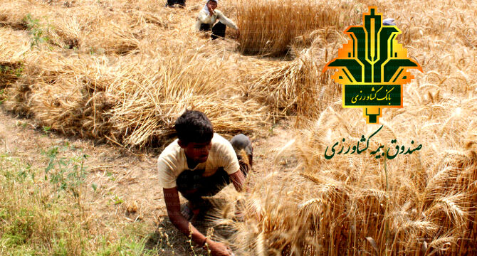 تلاش برای پوشش حداکثری اراضی گندم؛ نقش حیاتی صندوق بیمه کشاورزی