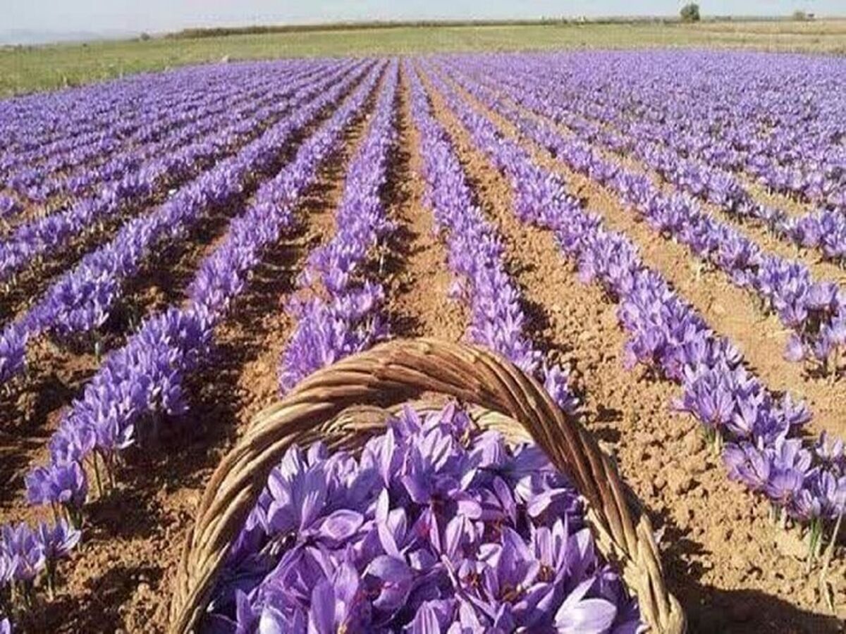 ریزش ۴۰ درصدی صادرات زعفران ایران؛ هشدار جدی در آستانه روز ملی طلای سرخ 