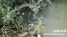 مرگ دوباره ماهی‌های هورالعظیم؛ وقتی آب، معیشت را پس می‌گیرد
