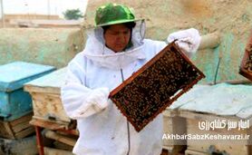 زنبورداری در افغانستان؛ نبرد بقا زیر سایه سنگین طالبان+ ویدئو