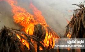 نفس‌های آخر نخلستان‌های جنوب؛ ۲۹ هزار نخل آبادان در آتش و کابوس تنش آبی خوزستان