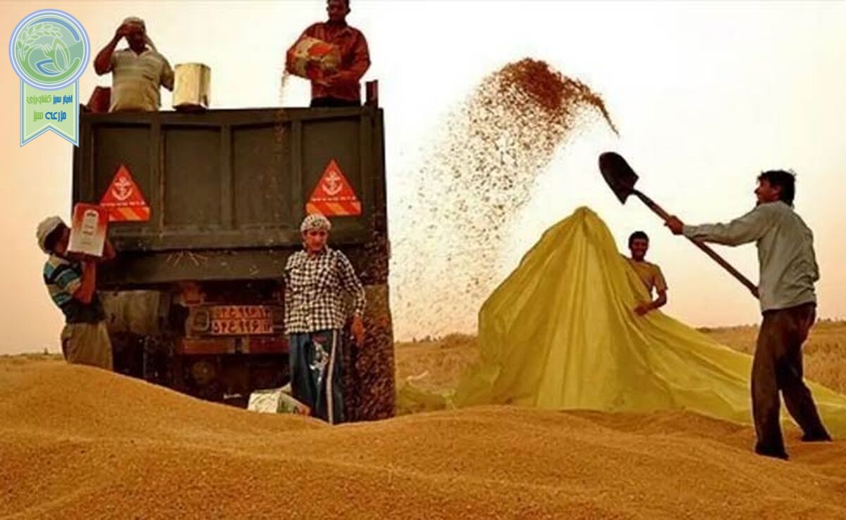 هر دم از این باغ بری می‌رسد، این بار واردات گندم+ویدئو