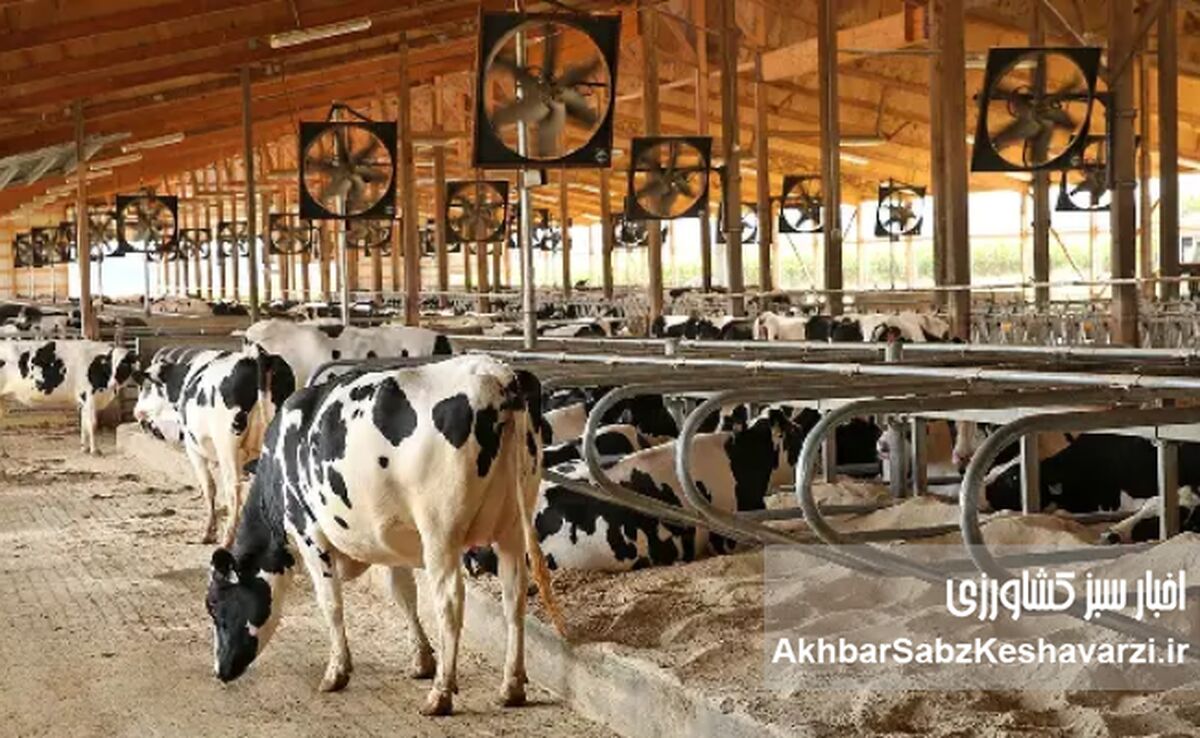 مدیریت استرس گرمایی در گاوداری‌ها؛ چگونه از کاهش تولید شیر در روزهای گرم جلوگیری کنیم؟