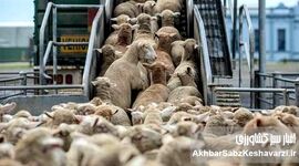 کام عارف هم شیرین شده است؟! رازهای پشت پرده صادرات و واردات گوسفند زنده