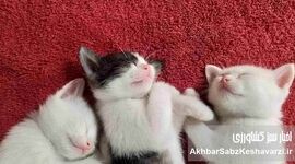 راز خواب طولانی گربه‌ها؛ از تکامل تا زیست‌ریتم