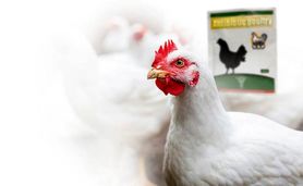 روش‌های کاهش مصرف آنتی‌بیوتیک در مرغداری‌ها

