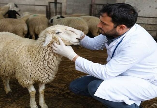 راهکارهای طلایی شناسایی دام ضعیف قبل از زمستان