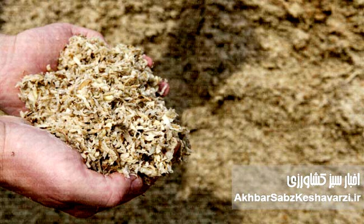 نجات مرغداری از بحران نهاده؟ لارو مگس سرباز وارد جیره شد