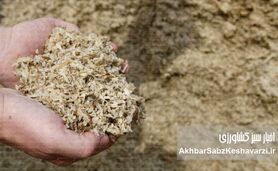 نجات مرغداری از بحران نهاده؟ لارو مگس سرباز وارد جیره شد
