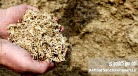 نجات مرغداری از بحران نهاده؟ لارو مگس سرباز وارد جیره شد