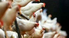 پایداری صنعت طیور ایران با ادغام عمودی زنجیره ارزش

