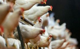 پایداری صنعت طیور ایران با ادغام عمودی زنجیره ارزش

