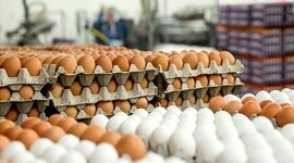 صدور ۹۵ هزارتن تخم مرغ به ۱۱ کشور از ابتدای سال

