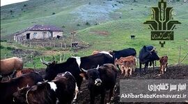 از دل کوه تا اوج تولید؛ نقش بانک کشاورزی در پایداری دامپروری ایران