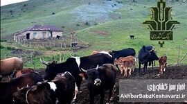 از دل کوه تا اوج تولید؛ نقش بانک کشاورزی در پایداری دامپروری ایران