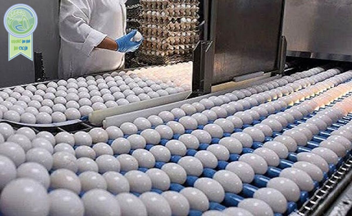 تخم مرغ تا آخر سال گران نمی‌شود

