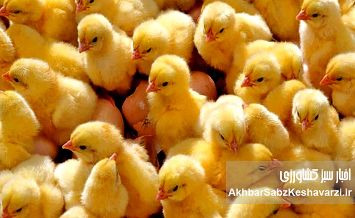جوجه‌هایی که قربانی سیاست شدند؛ وقتی سرکوب قیمت، تولید را به چاه می‌اندازد
